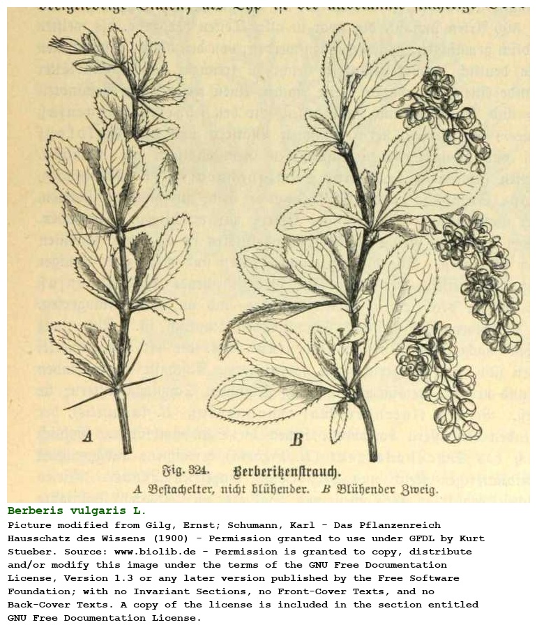 Berberis vulgaris L.